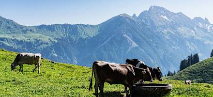 Bergwelten Wanderung Alm Alp Vorarlberg