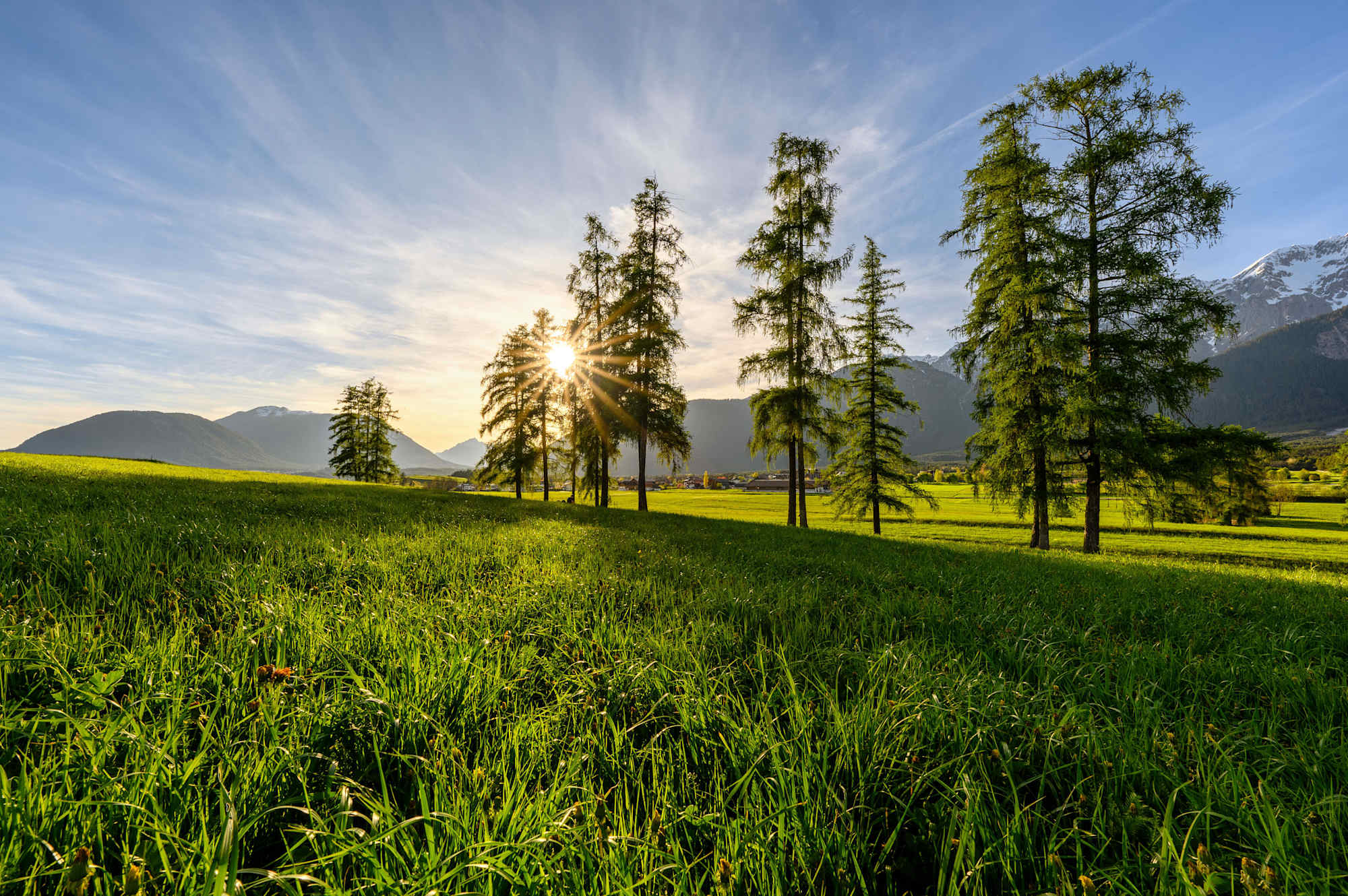 Lärchen am Mieminger Plateau