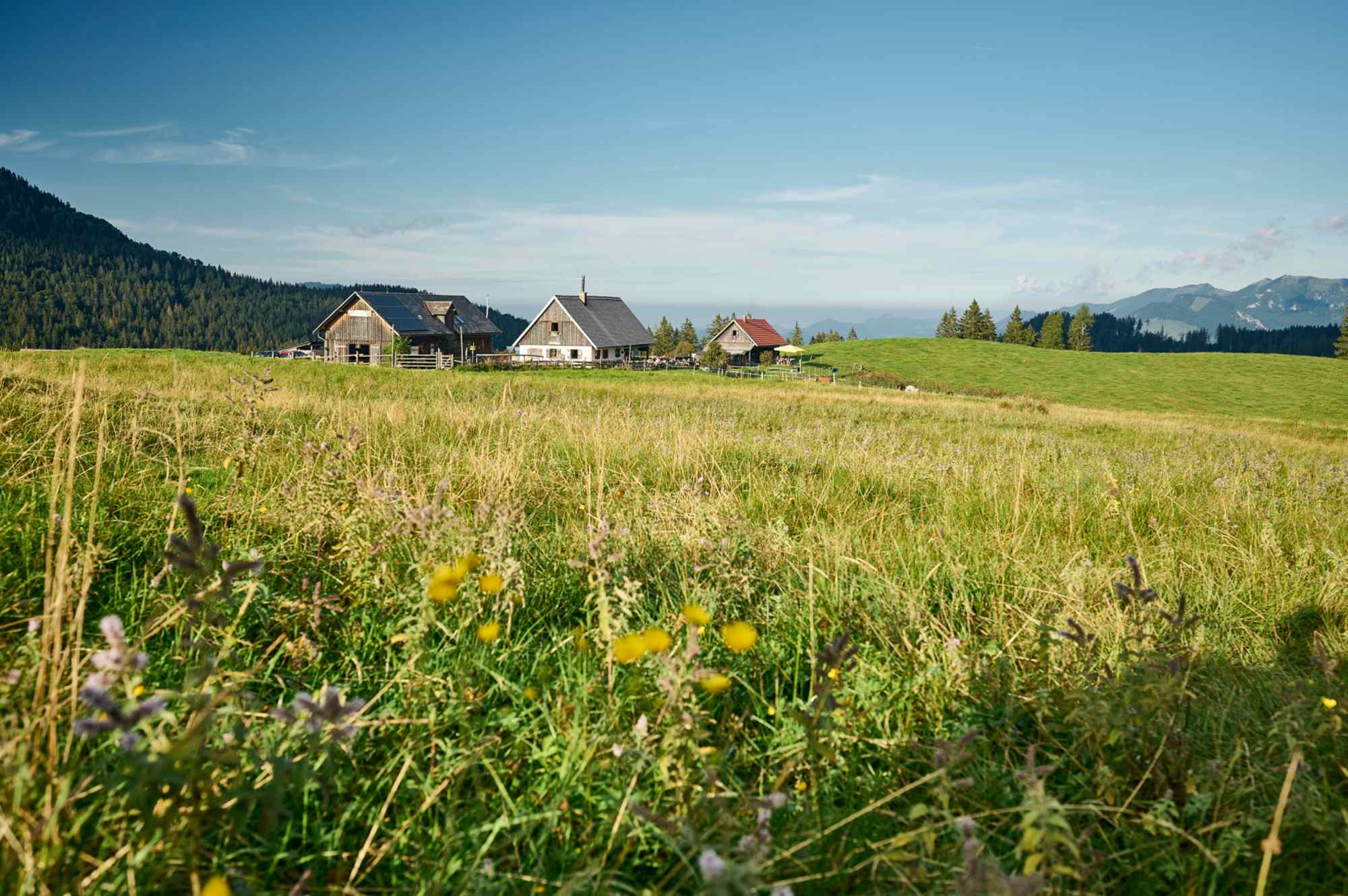 Die Ebenforstalm mit Rundblick auf und in den Oberösterreichischen Voralpen