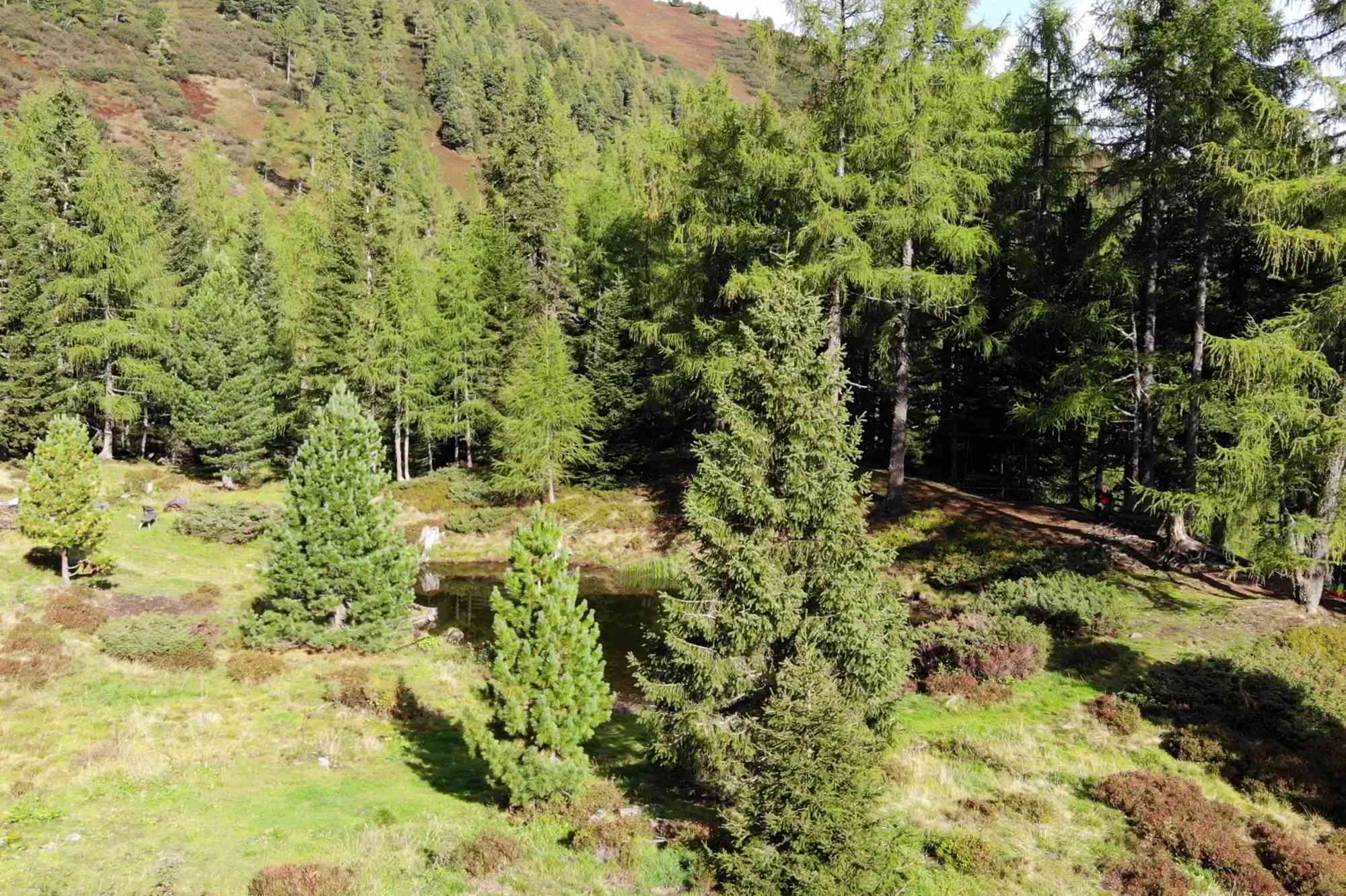 Beeindruckend sind die Wälder rund um die Hütte.