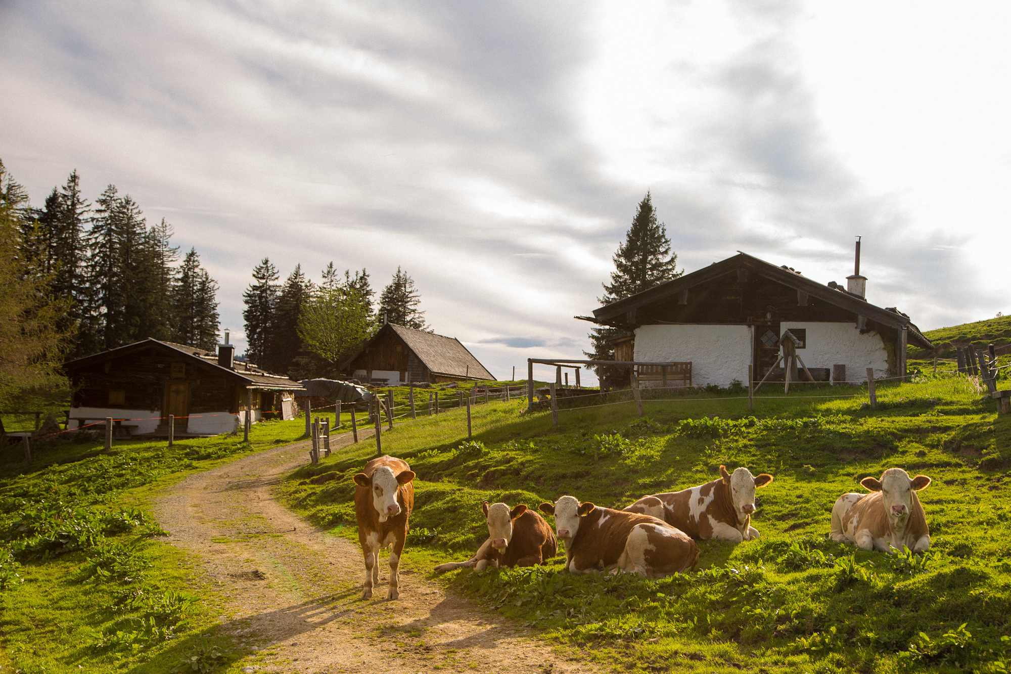 Kühe verbringen ihren Sommer auf der Haaralm.