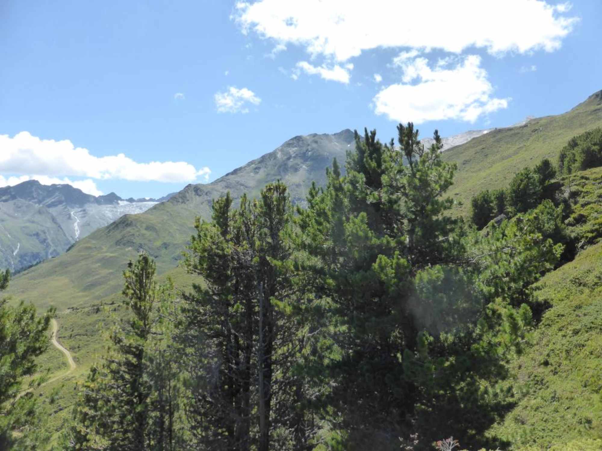 Zirbenwald
