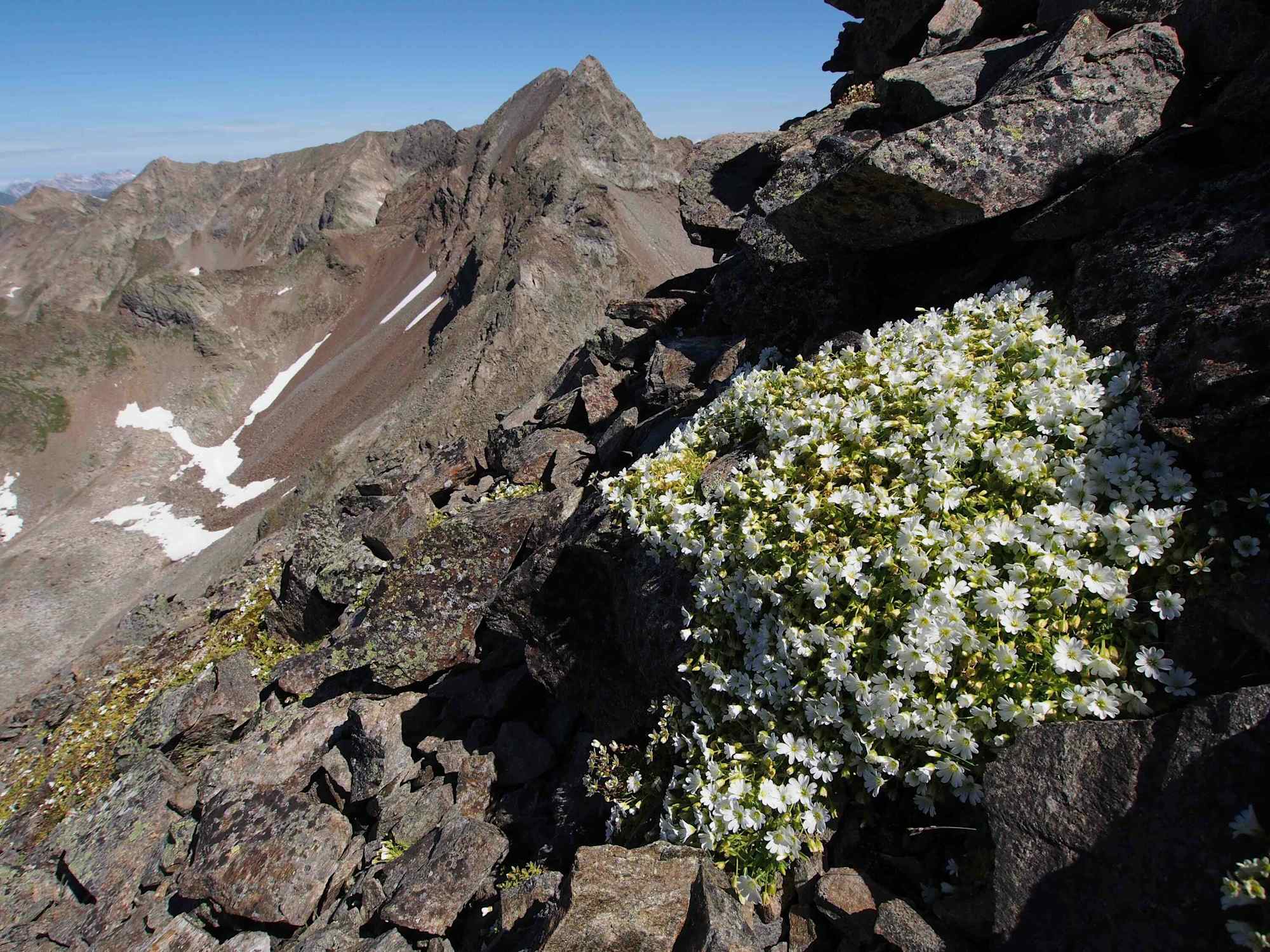 Wunderschöne Alpenflora auf der achten Etappe des Paznauner Höhenweges.