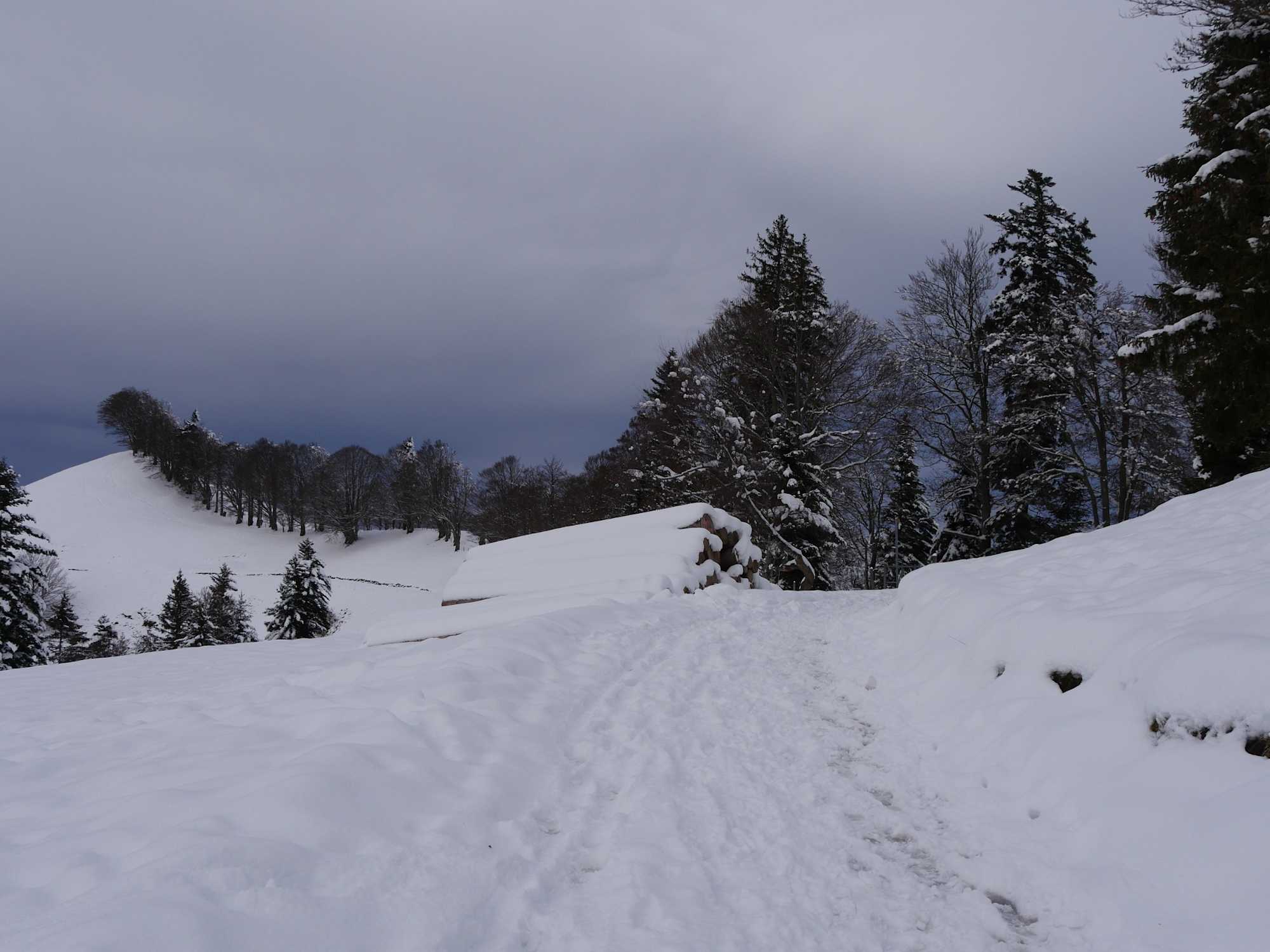 Die Baumreihe markiert zugleich die Grenze zum Kanton Bern
