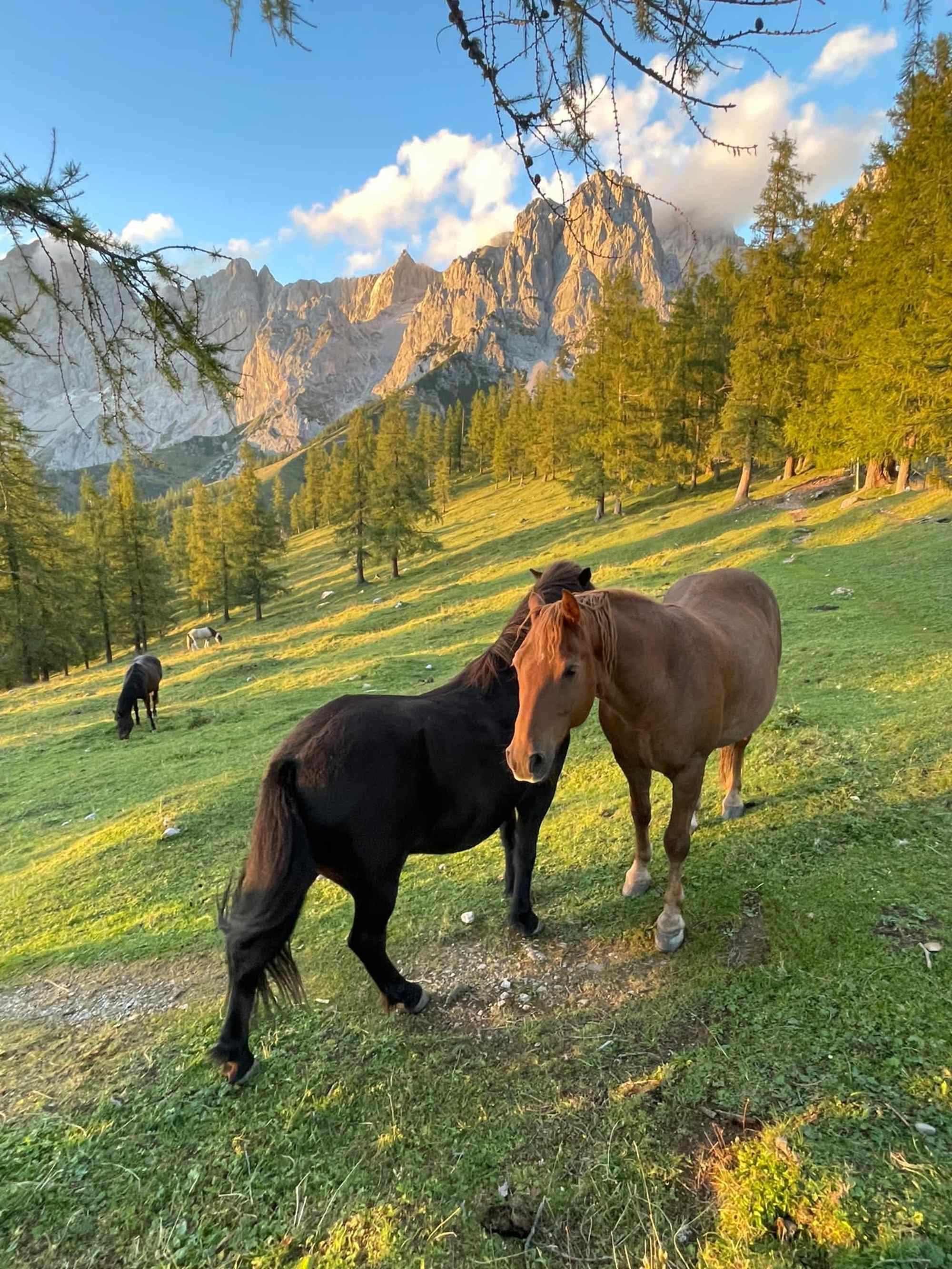 Austriahütte