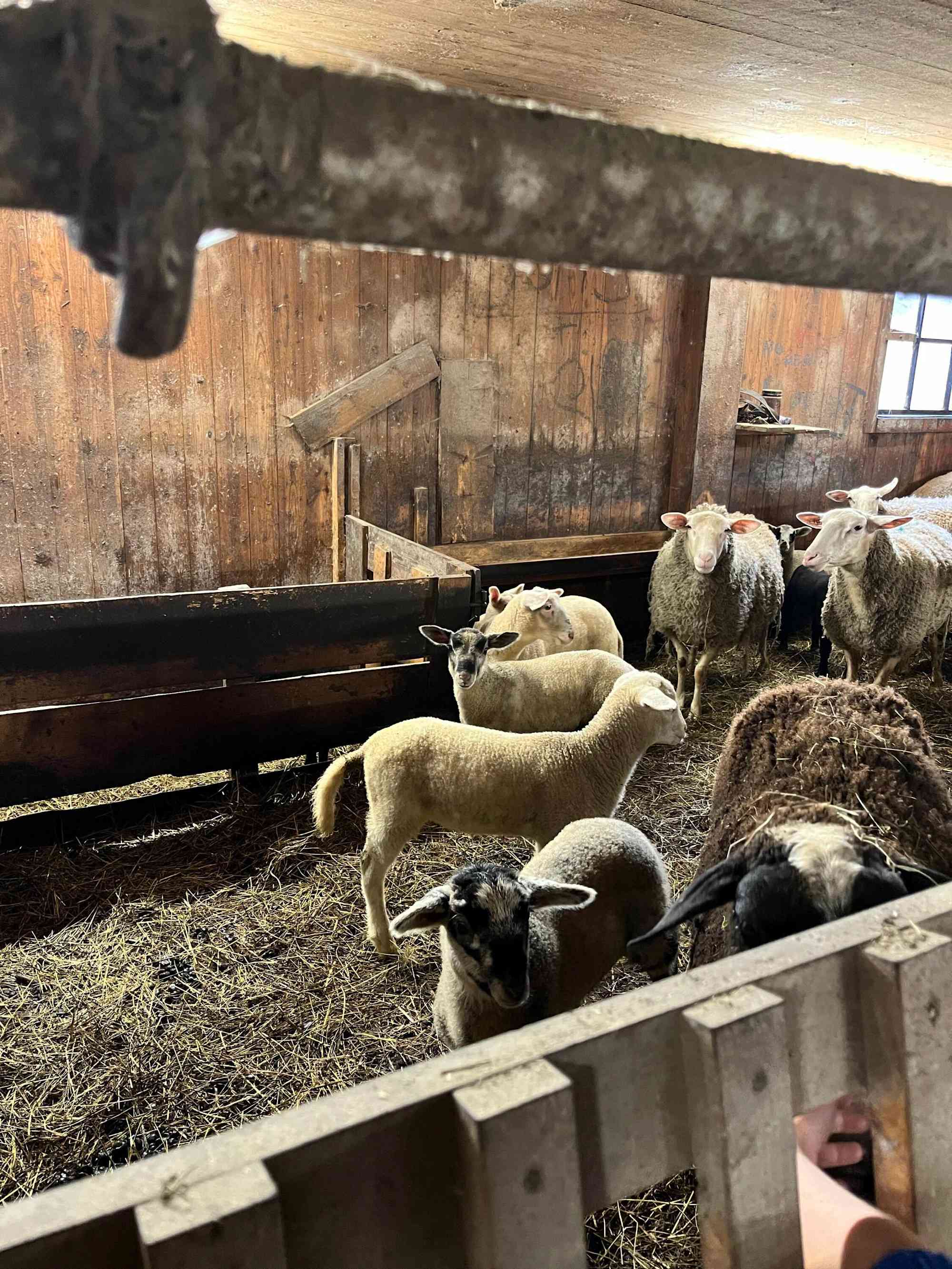 Im Stall der Wanderrast Hochschlag stehen Schafe und Schweine.