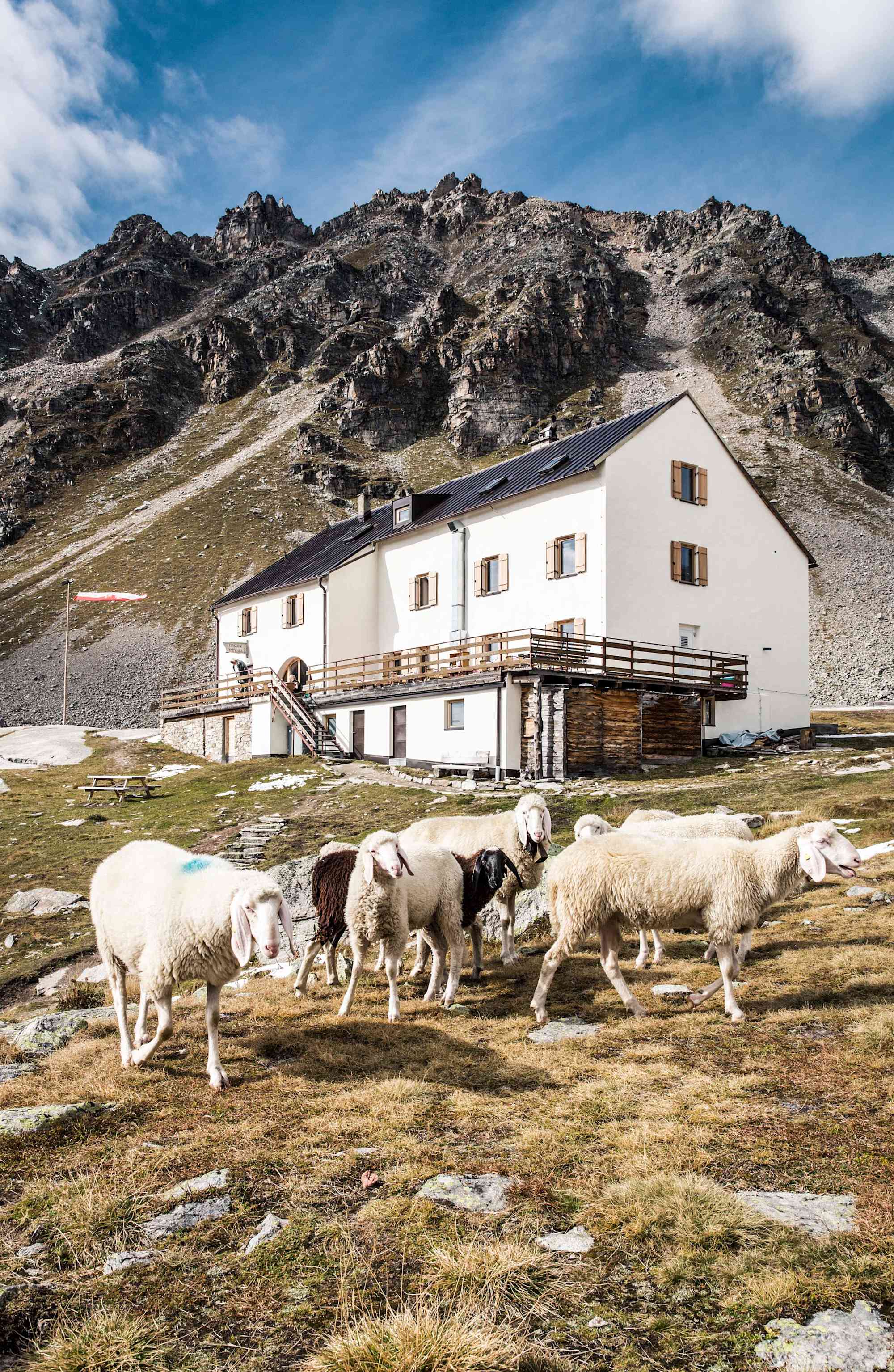 Schafe vor der Düsseldorfer Hütte
