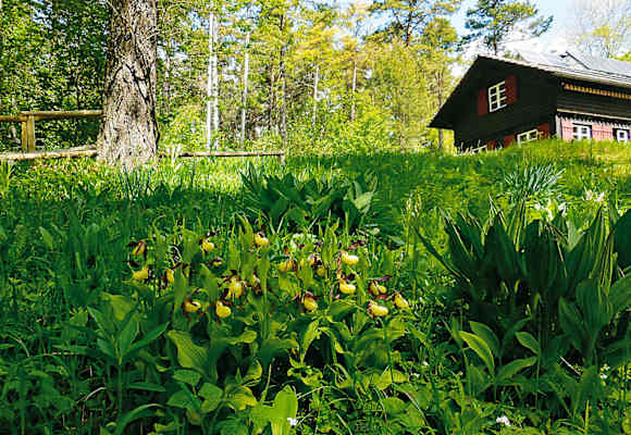 Orchideenparadies auf dem Hasenbuck: Wandern in Schaffhausen in der Schweiz