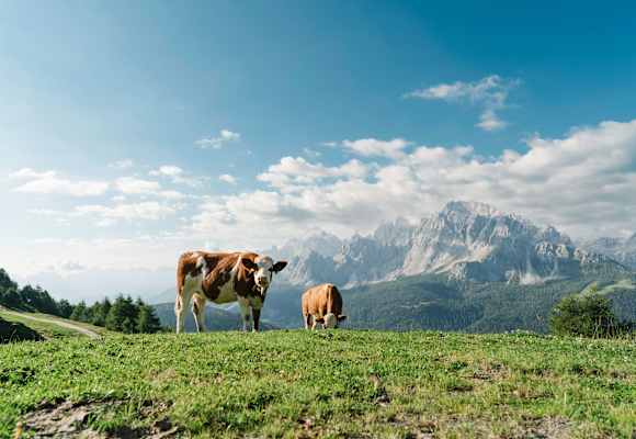 Dolomiten: Kühe auf der Klammbachalm in Südtirol