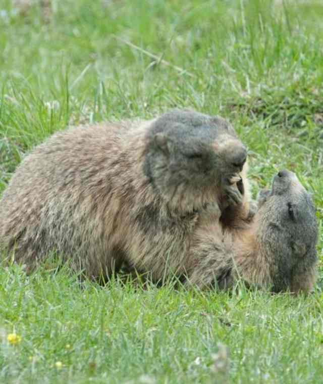 Wenn man Glück hat, kann man Murmeltiere beobachten.