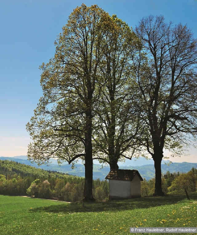Wer einen Eindruck von der lieblichen niederösterreichischen Voralpenlandschaft gewinnen möchte – niemand hat sie treffender beschrieben als der in diesem Gebiet lange Zeit ansässige Lyriker Josef Weinheber –, der besteige den Berg an einem strahlenden Frühlingstag. Es ist ein Gang durch grüne Felder und blühende, duftende Wiesen, der auch abgebrühte Naturen bezaubert.