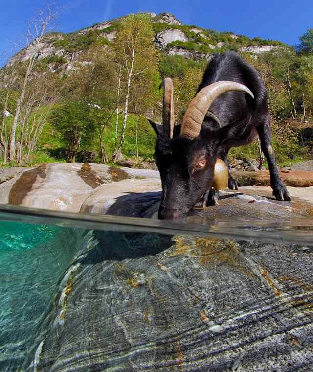 Geisselin beim Wasser trinken