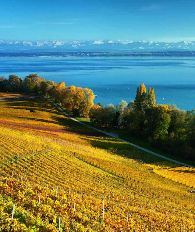 Die Weinberge oberhalb des Neuenburgersees