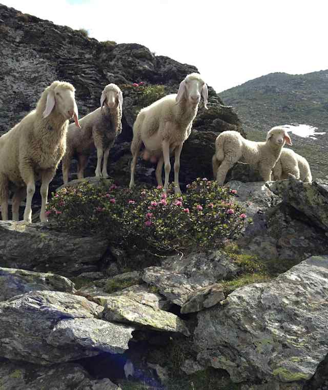Neugierige am Wegrand