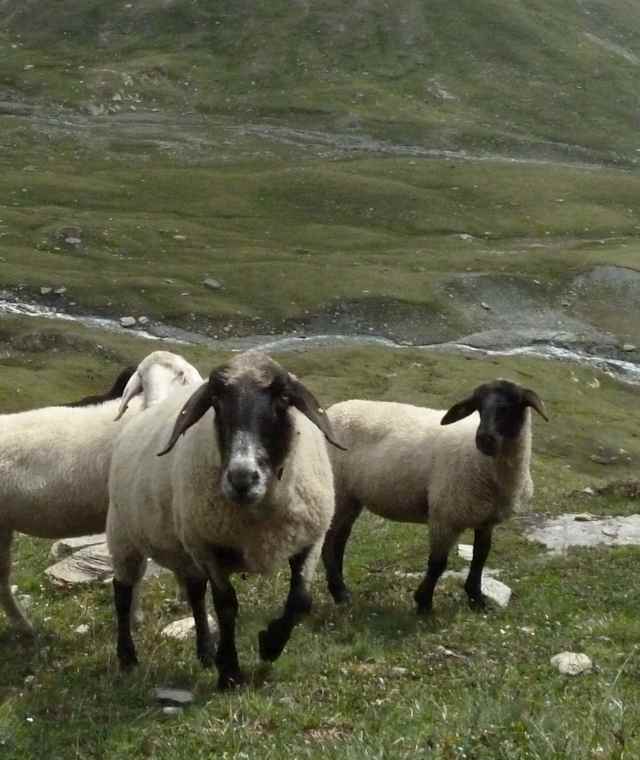 Schafe in der Glocknergruppe