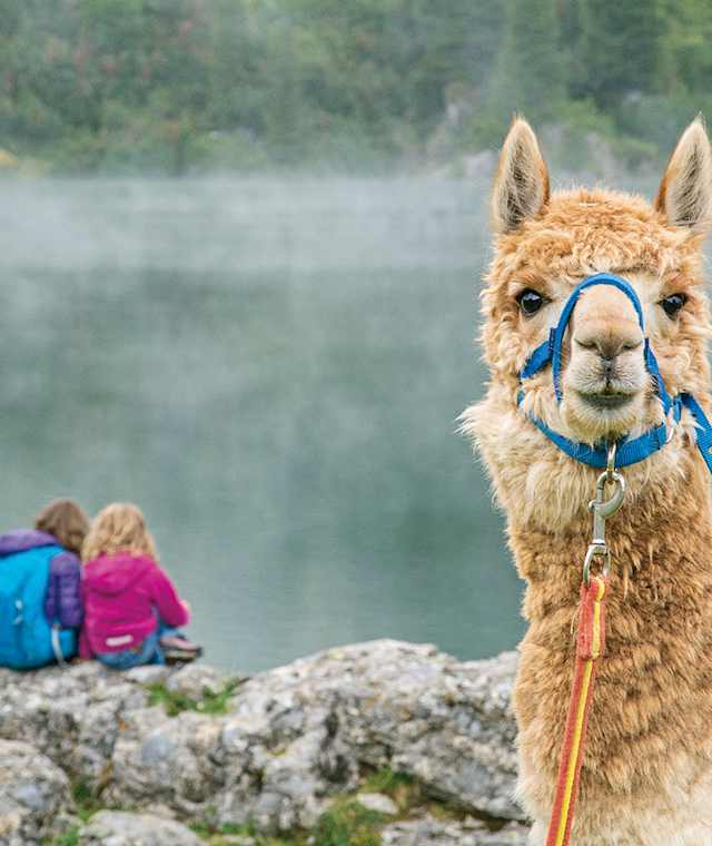 Das Alpaka wartet am Morgen geduldig auf die Kinder, bevor das Trekking losgeht.