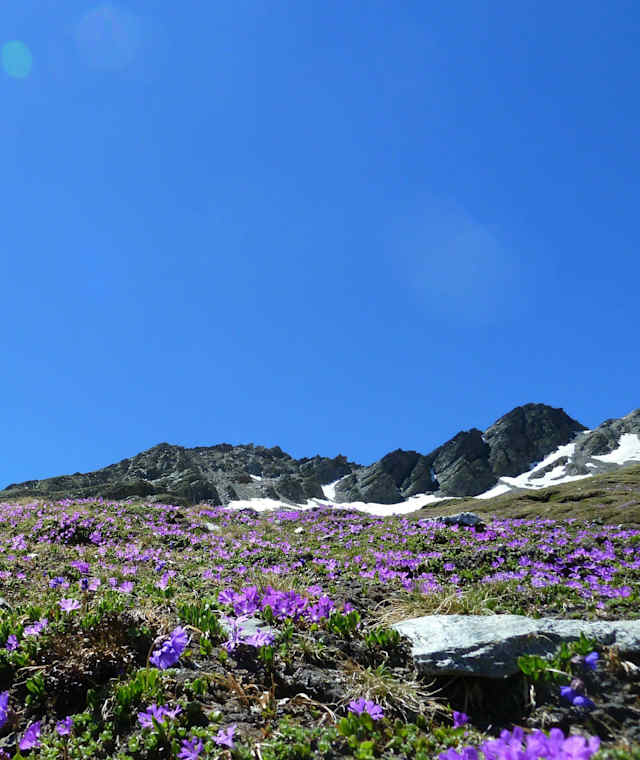 Blumenmeer im Frühsommer