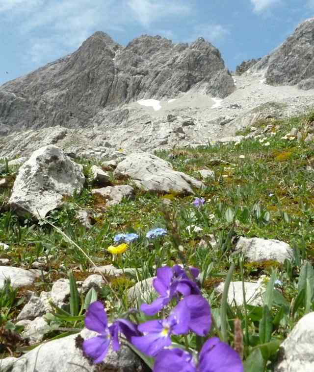 Wunderschöne Alpenflora in den Allgäuer Alpen