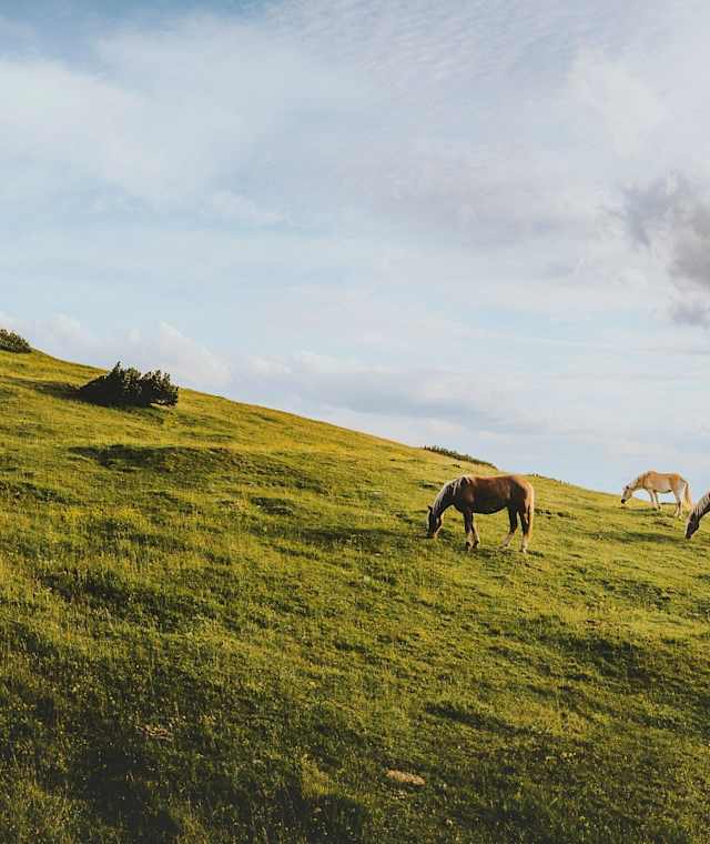 Pferde am Frommerkogel