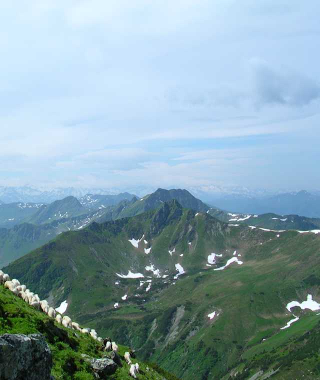 Aussicht auf die Kitzbüheler Alpen und grasende Schafe