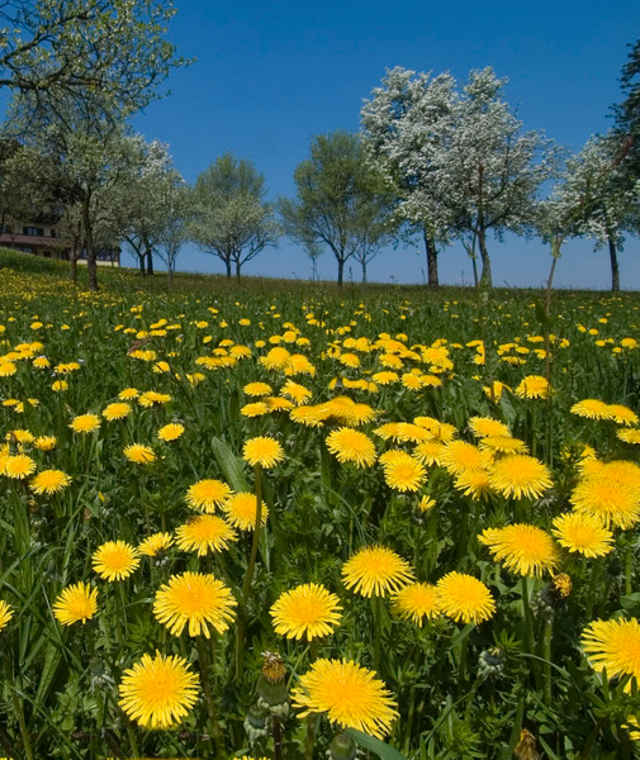 Blumenmeer