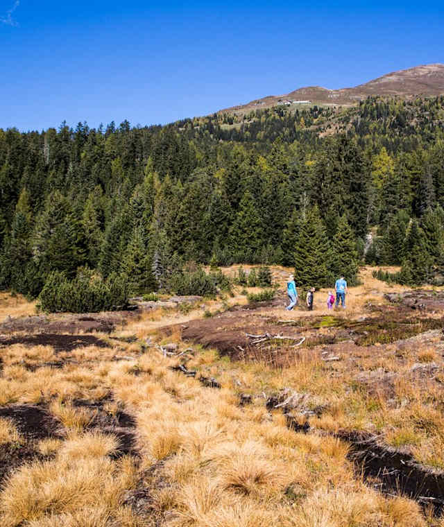 Piller Moor
