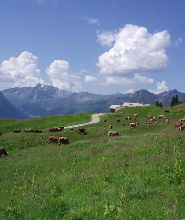 Alpe Zamang