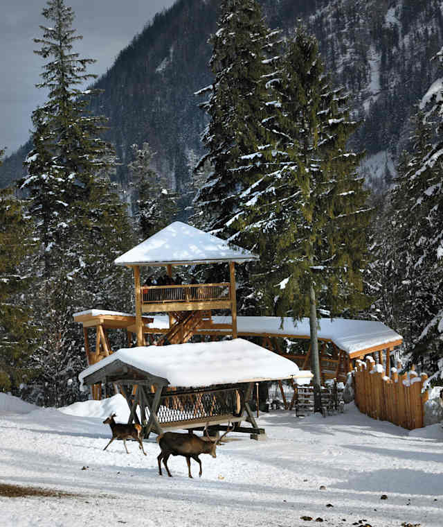 Wildtierfütterung im Klausbachtal